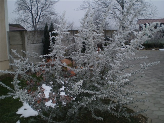 stara godina
